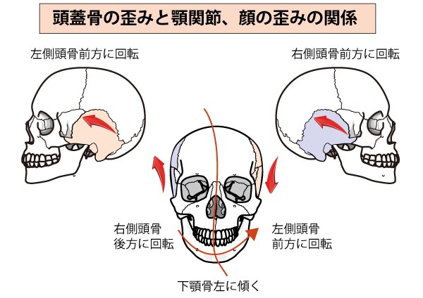 頭皮や頭蓋骨のたるみと顔のたるみの関係性について